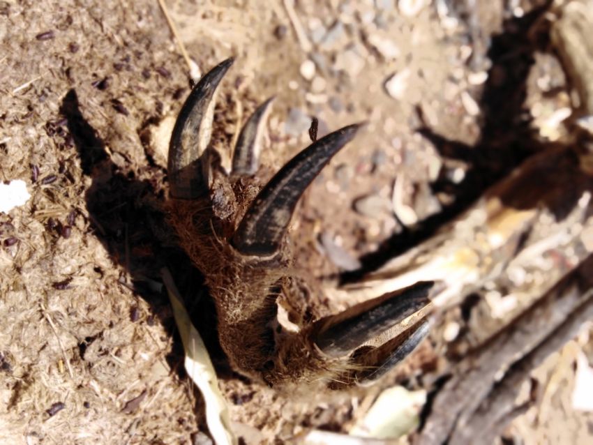 Dead kangaroo Dead kangaroo