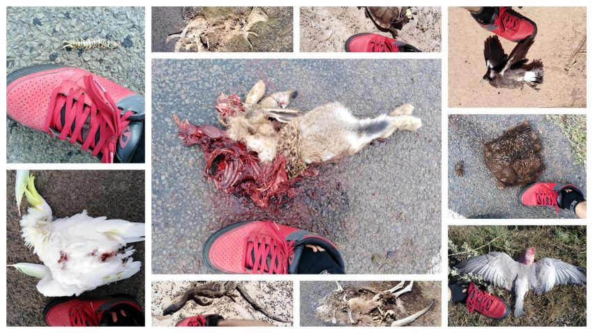 Roadkill on road from Narrabri to Wee Waa, NSW Roadkill on road from Narrabri to Wee Waa, NSW