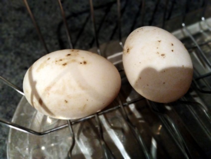 Duck eggs Duck eggs