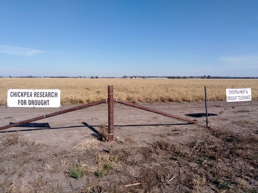 Chickpea drought research Narrabri Chickpea drought research Narrabri