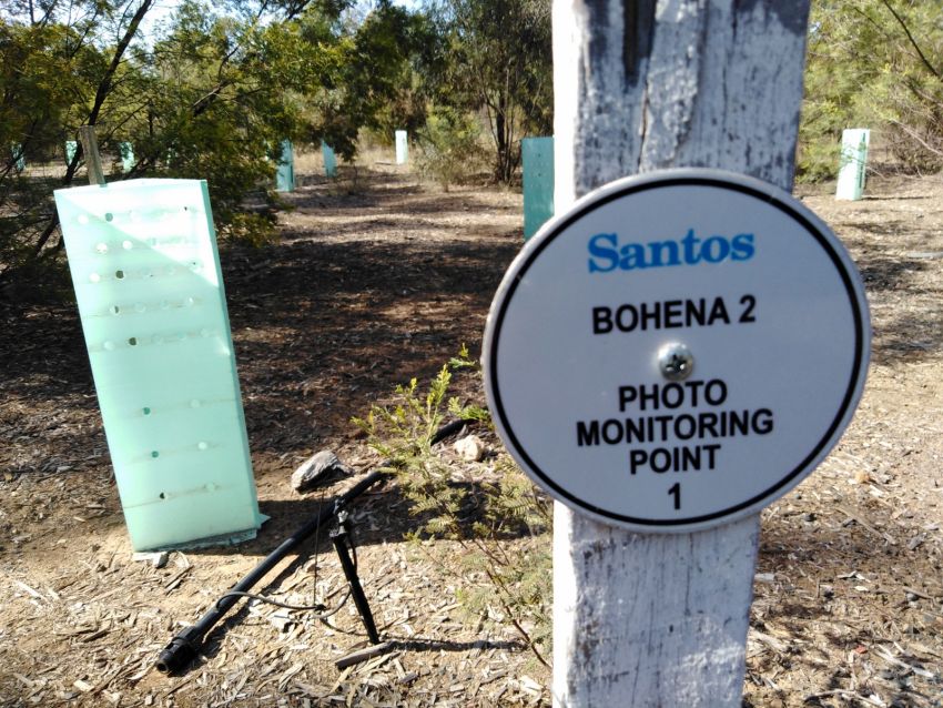 Santos rehabilitation area, Pilliga Forest Santos rehabilitation area, Pilliga Forest