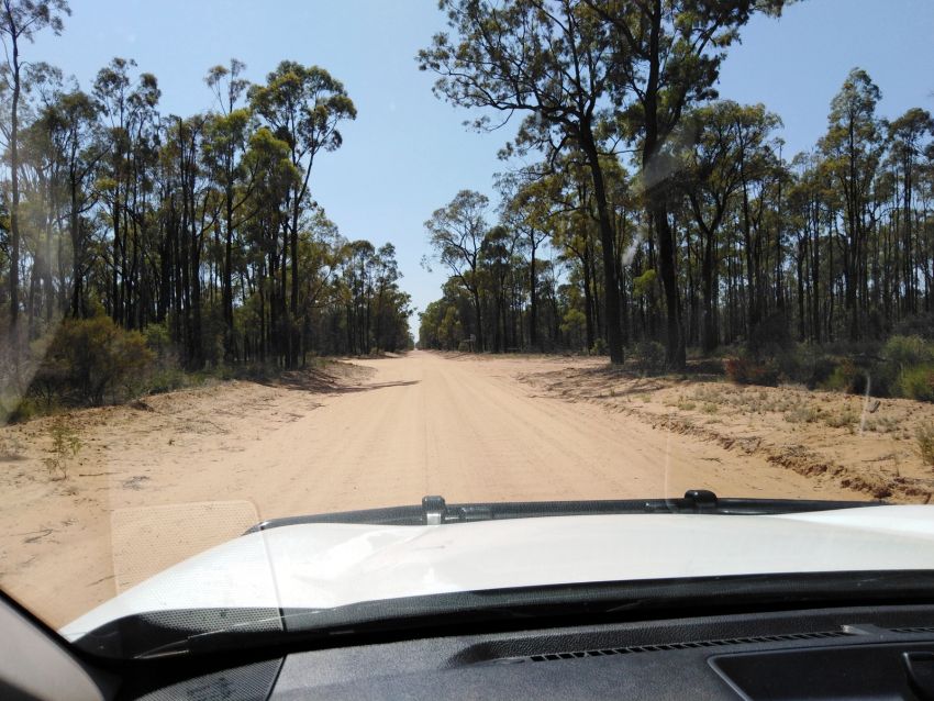 Pilliga Forest Pilliga Forest