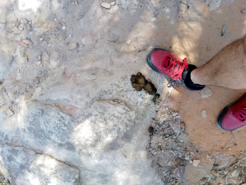 Wombat poo at Sandstone Caves in Pilliga Forest Wombat poo at Sandstone Caves in Pilliga Forest