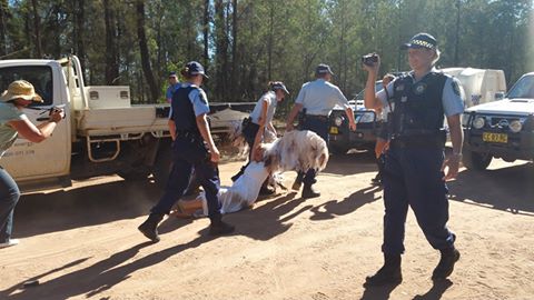 Climate Guardian being arrested, February 9 2016.