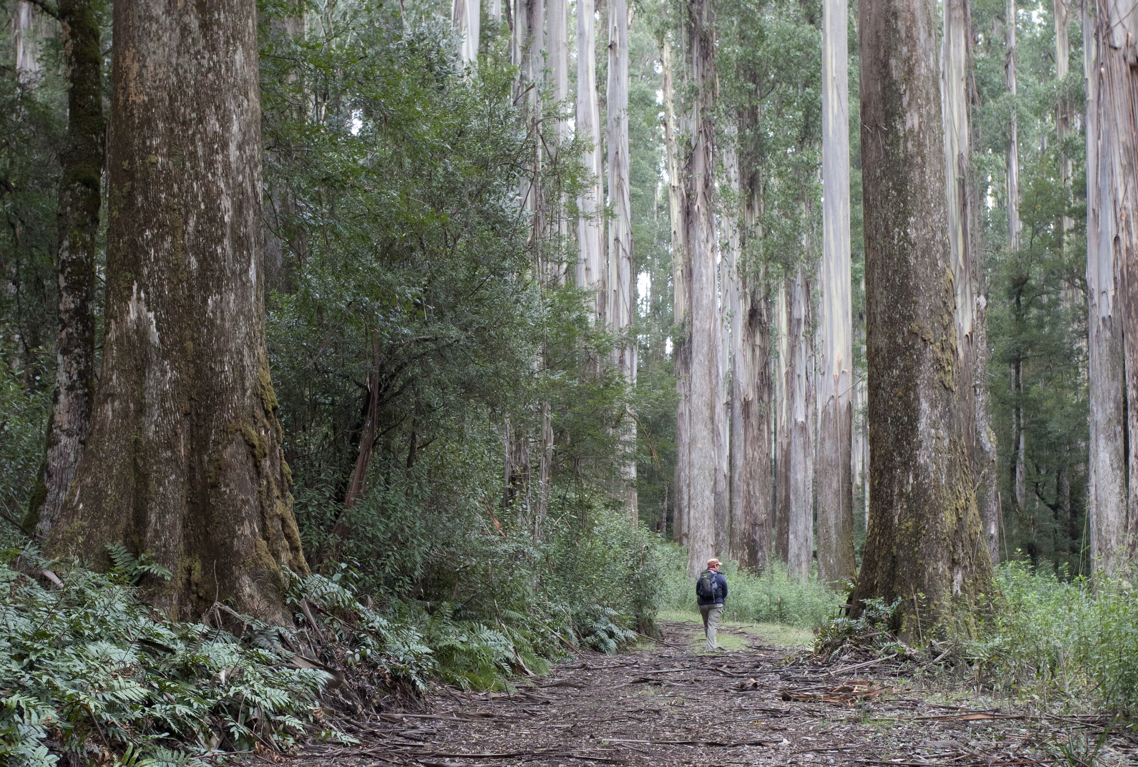 Bushwalking.