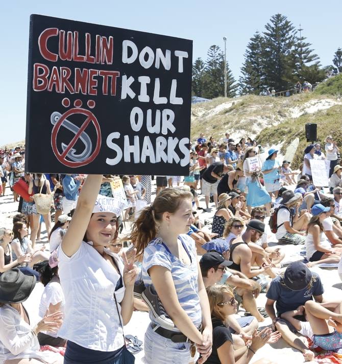 Thousands protest shark cull | Green Left