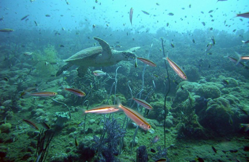 Great Barrier Reef.