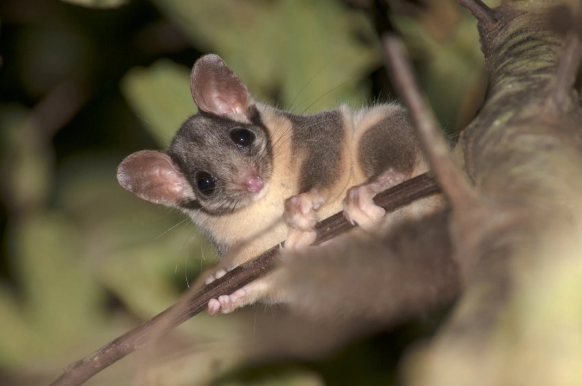 Leadbeater's Possum. Photo: Steven Kuiter.