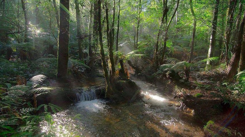 Toolangi State Forest.