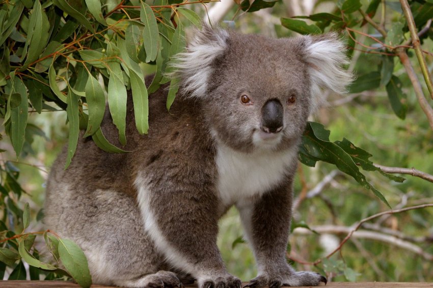 Victorian koala.