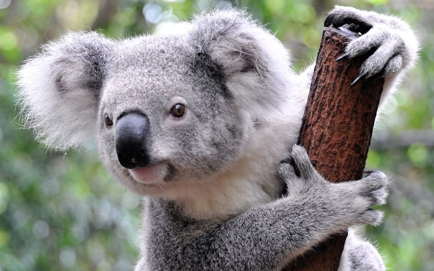 Koala protection failing in Queensland
