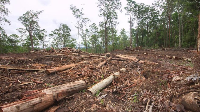 Australia is a global top-ten deforester and Queensland is leading the ...