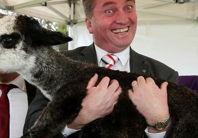 Barnaby Joyce and alpaca.