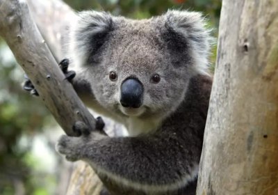 Koala.