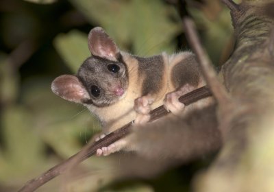 Leadbeater's Possum. Photo: Steven Kuiter.