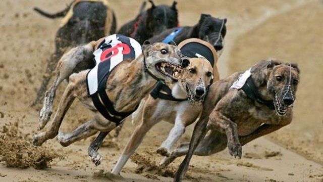 New South Wales bans greyhound racing | Green Left